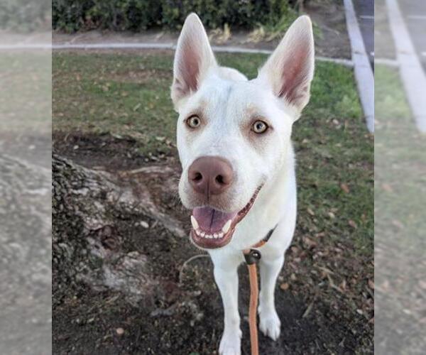 Medium Photo #2 Gerberian Shepsky Puppy For Sale in Redlands, CA, USA