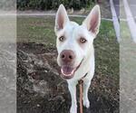 Small #1 Gerberian Shepsky