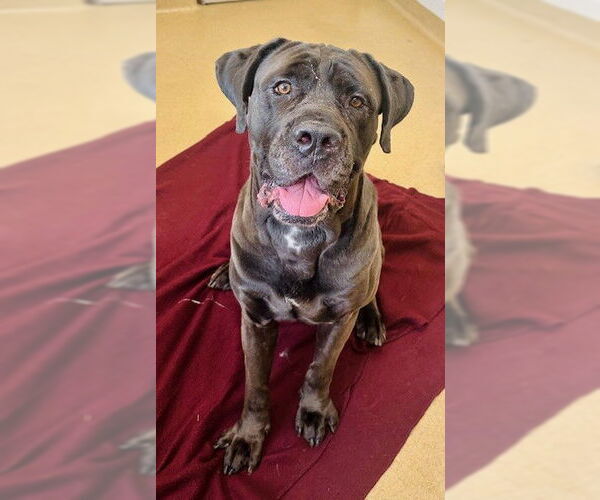 Medium Photo #2 Mutt Puppy For Sale in Derwood, MD, USA