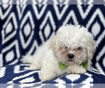 Small Photo #3 Zuchon Puppy For Sale in LAKELAND, FL, USA