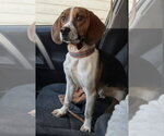 Small Photo #3 Beagle Puppy For Sale in Dunnellon, FL, USA