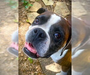 Boxer Dogs for adoption in Austin, TX, USA