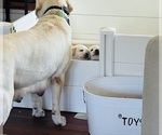 Small #20 Labrador Retriever