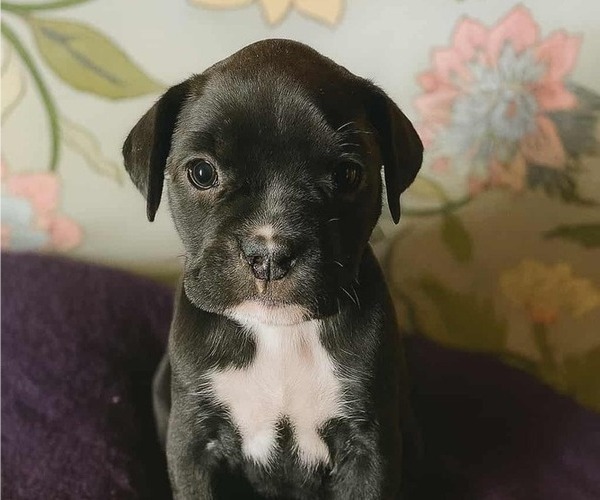 Medium Photo #2 Boxer Puppy For Sale in TROUPSBURG, NY, USA