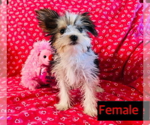 Yorkshire Terrier Puppy for sale in AMSTERDAM, MO, USA