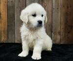 Small Photo #1 English Cream Golden Retriever Puppy For Sale in MILLERSBURG, OH, USA