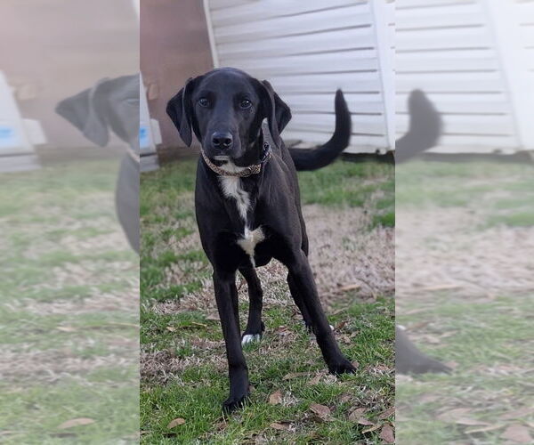 Medium Photo #4 Colonial Cocker Spaniel-Unknown Mix Puppy For Sale in Boston, MA, USA