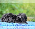 Small #6 Poodle (Toy)