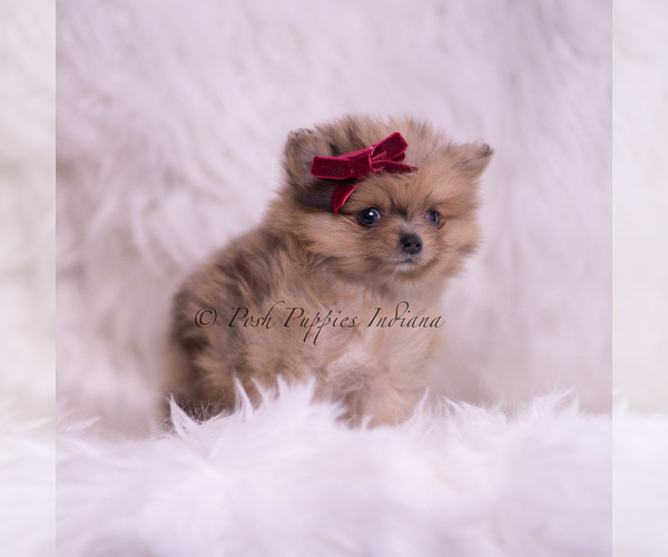 Medium Photo #4 Pomeranian Puppy For Sale in WARSAW, IN, USA