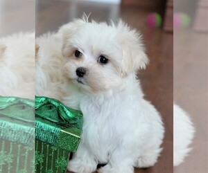 Maltese Puppy for sale in ROCK VALLEY, IA, USA