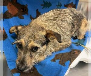 Border Terrier Dogs for adoption in HESPERIA, CA, USA