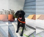 Small Photo #4 Labrador Retriever-Unknown Mix Puppy For Sale in San Diego, CA, USA