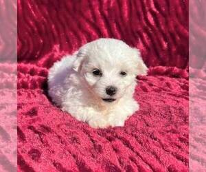 Bichon Frise Puppy for sale in ROCKVILLE, IN, USA