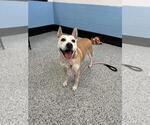 Small #2 Mutt