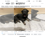 Small #2 German Shepherd Dog