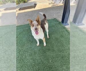 Texas Heeler-Unknown Mix Dogs for adoption in HESPERIA, CA, USA
