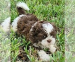 Puppy Puppy 3 Shih Tzu