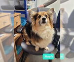 Small #3 Pembroke Welsh Corgi