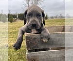 Small #3 Great Dane