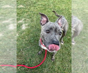 American Staffordshire Terrier-Unknown Mix Dogs for adoption in Louisville, KY, USA