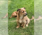 Small #1 Mutt