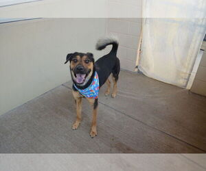 Rottweiler-Unknown Mix Dogs for adoption in McKinney, TX, USA
