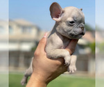 Puppy 1 French Bulldog