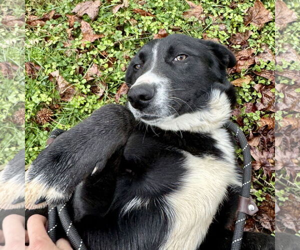 Medium Photo #2 Mutt Puppy For Sale in Sparta, TN, USA