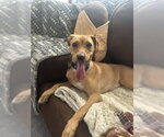 Small #2 Labrador Retriever Mix