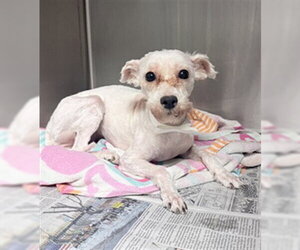 Poodle (Miniature)-Unknown Mix Dogs for adoption in Riverside, CA, USA