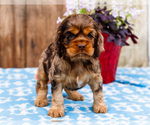 Small Photo #10 Cocker Spaniel Puppy For Sale in WAKARUSA, IN, USA
