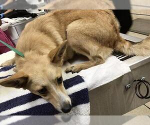 Pomeranian-Unknown Mix Dogs for adoption in Riverside, CA, USA
