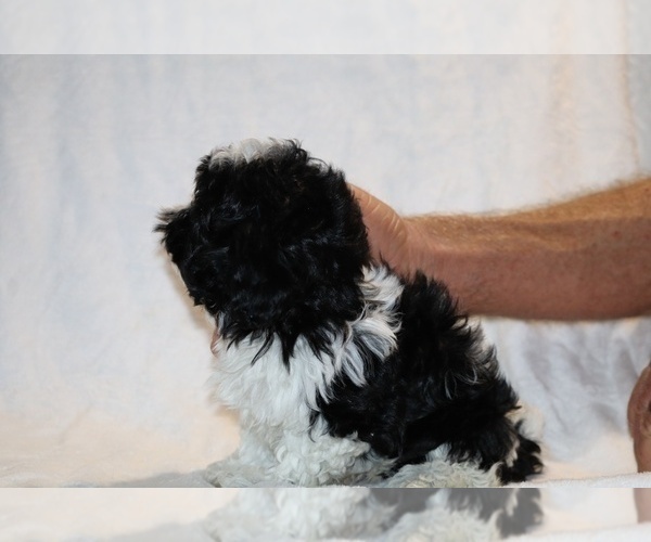 Medium Photo #29 ShihPoo Puppy For Sale in DYERSBURG, TN, USA