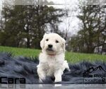 Small Photo #14 Goldendoodle Puppy For Sale in COLONIAL HEIGHTS, TN, USA