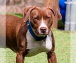 Small Photo #11 Labrador Retriever-Unknown Mix Puppy For Sale in Ellijay, GA, USA