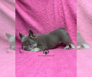 French Bulldog Puppy for sale in SACRAMENTO, CA, USA