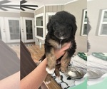 Small Photo #16 Aussiedoodle Puppy For Sale in LONGWOOD, FL, USA