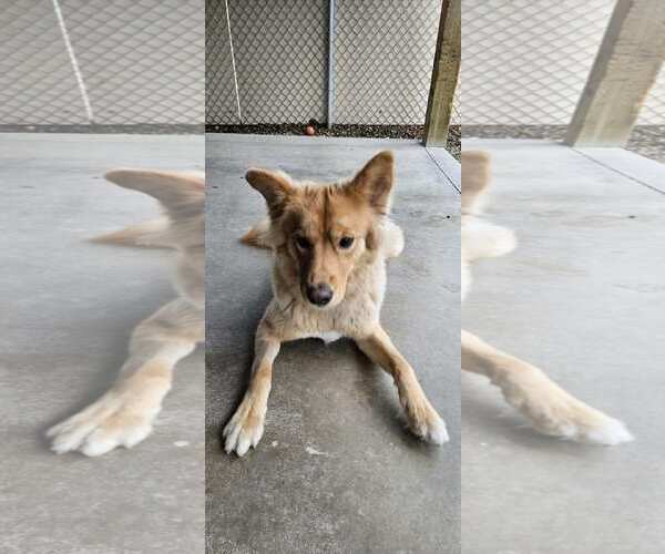 Medium Photo #3 Goberian Puppy For Sale in Emmett, ID, USA