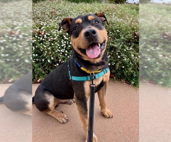 Medium Photo #1 Rottweiler Puppy For Sale in Santa Maria, CA, USA