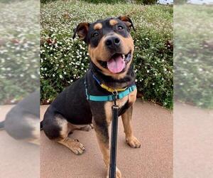 Rottweiler Dogs for adoption in Santa Maria, CA, USA