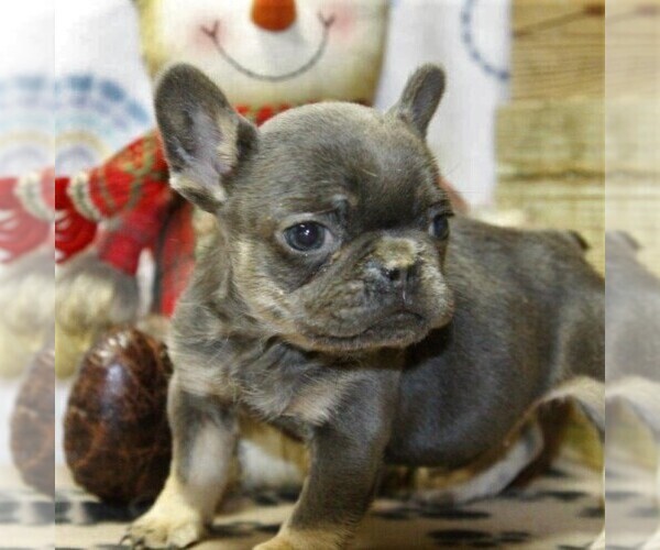 Medium Photo #4 French Bulldog Puppy For Sale in DANVILLE, PA, USA