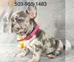 Small Photo #2 French Bulldog Puppy For Sale in MOUNTAIN PARK, OR, USA