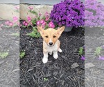 Small Photo #16 Pembroke Welsh Corgi Puppy For Sale in SHILOH, OH, USA