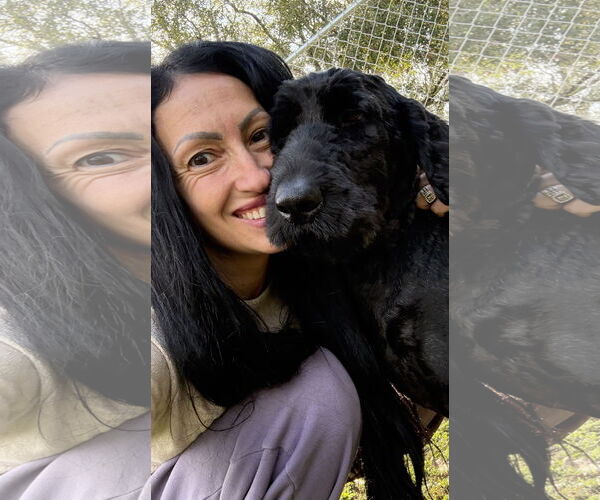 Medium Photo #2 Poodle (Standard) Puppy For Sale in Valrico, FL, USA