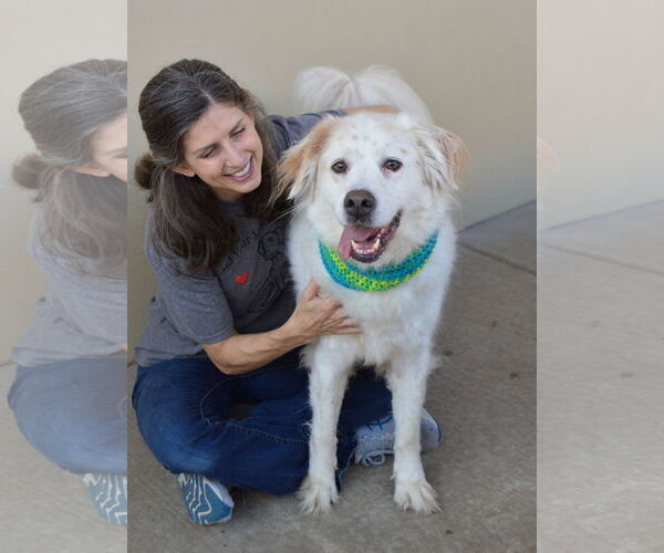 Medium Photo #2 Great Pyrenees-Unknown Mix Puppy For Sale in McKinney, TX, USA