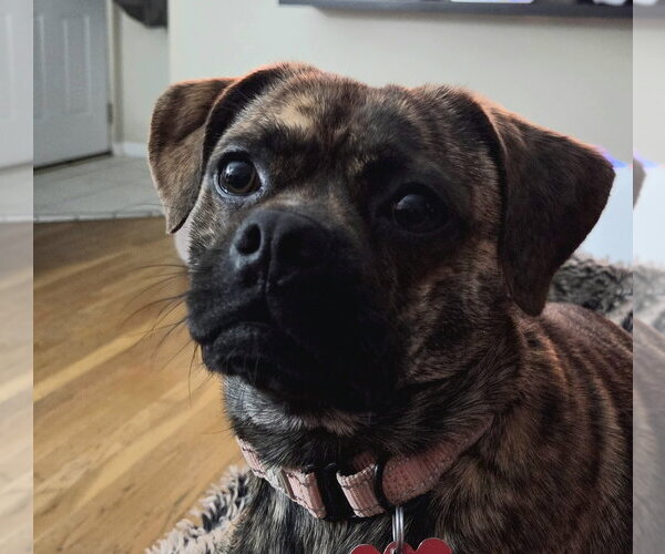 Medium Photo #2 Pug-Unknown Mix Puppy For Sale in Springdale, PA, USA