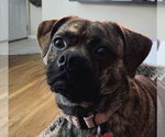 Small #1 Pug Mix