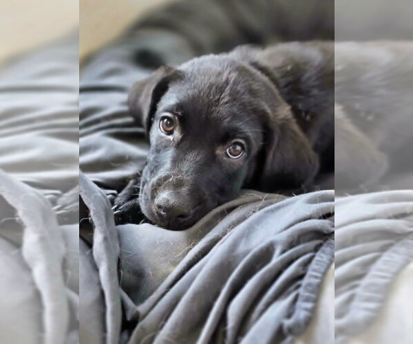 Medium Photo #3 Shepweiller Puppy For Sale in Raleigh, NC, USA