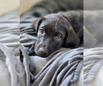 Small #2 Shepweiller