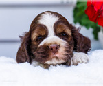 Small #4 Cocker Spaniel